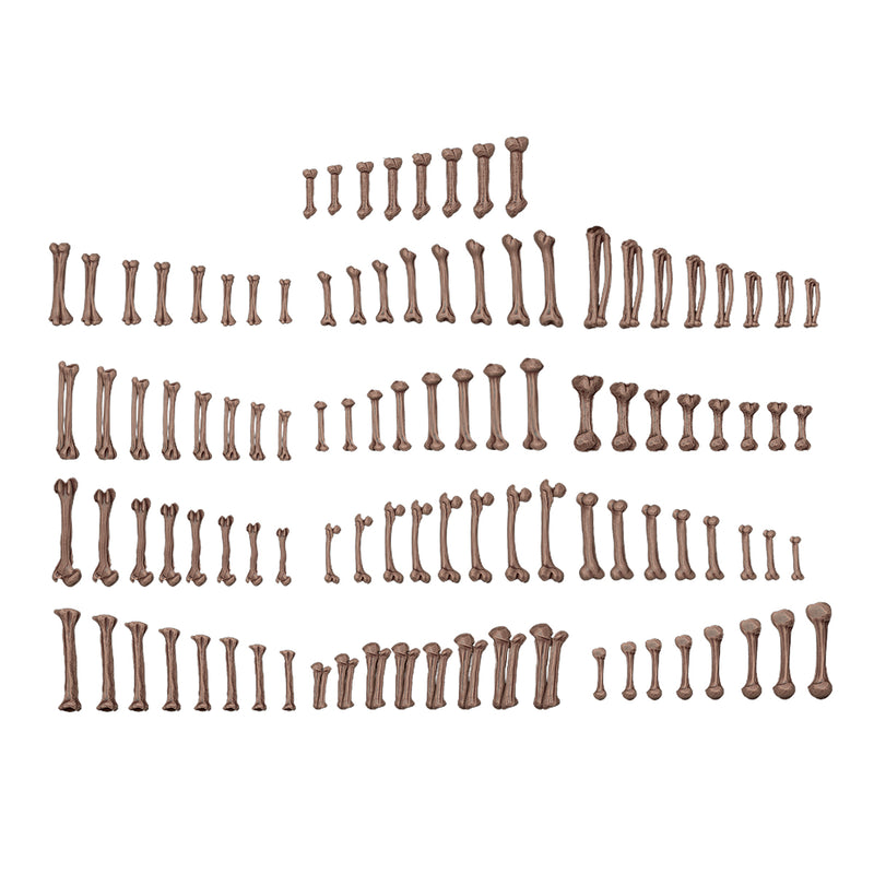 AK Interactive Basing Bits - Human Bones