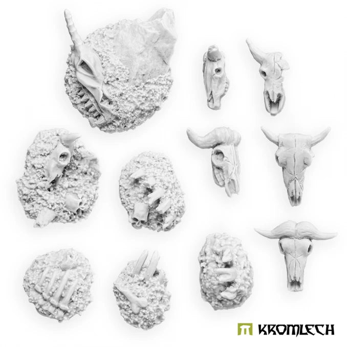 Animal Skulls & Bones