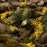 GamersGrass Static Grass Tufts - Yellow Flowers - Wild