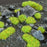 GamersGrass Static Grass Tufts - Bright Green 2mm Small