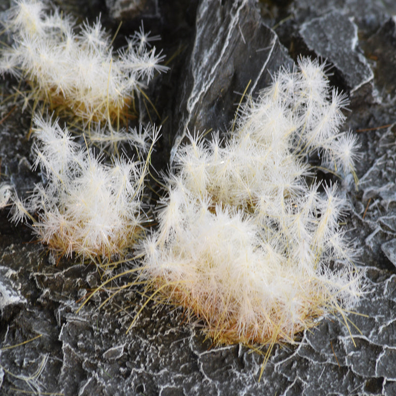 GamersGrass Static Grass Tufts - Spikey Winter 12mm Wild