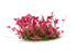 GamersGrass Static Grass Tufts - Pink Flowers Wild