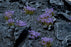 GamersGrass Static Grass Tufts - Violet Flowers Wild