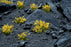 GamersGrass Static Grass Tufts - Yellow Flowers - Wild