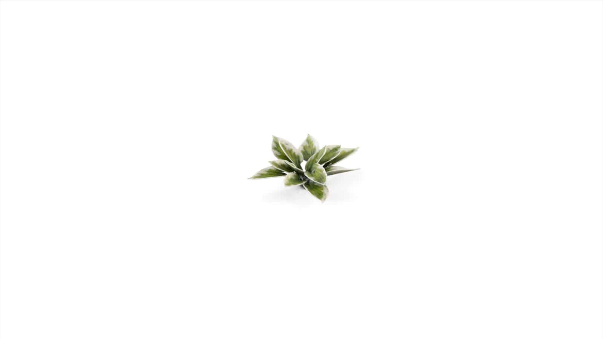 GamersGrass Laser Plants - Plantain Lily